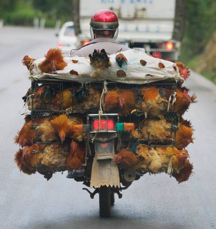 Nejvtipněji naložené vozy na silnicích. Nákladem je vše, co si zamanete.