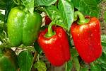 Podle nabídky některých řetězců ceny paprik dosahují zhruba 130 až 140 korun za kilogram, někde ale šplhají až ke dvěma stovkám za kilo. 