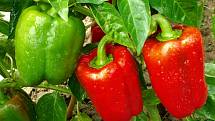 Podle nabídky některých řetězců ceny paprik dosahují zhruba 130 až 140 korun za kilogram, někde ale šplhají až ke dvěma stovkám za kilo. 