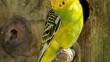 Papoušek. Ilustrační foto