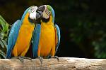 Papoušci jsou upovídaní společníci