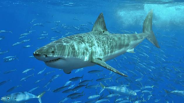 Vyhynutí megalodona bylo údajně způsobeno nástupem velkého bílého žraloka.