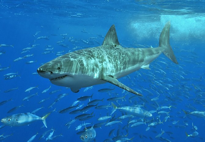 Vyhynutí megalodona bylo údajně způsobeno nástupem velkého bílého žraloka.