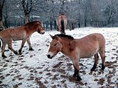 Pražská zoologická zahrada se v polovině července roku 2016 opět chystá přepravit do Mongolska čtyři klisny vzácného koně Převalského.