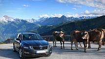 My, autem na cestách v Rakousku – krávy všude!