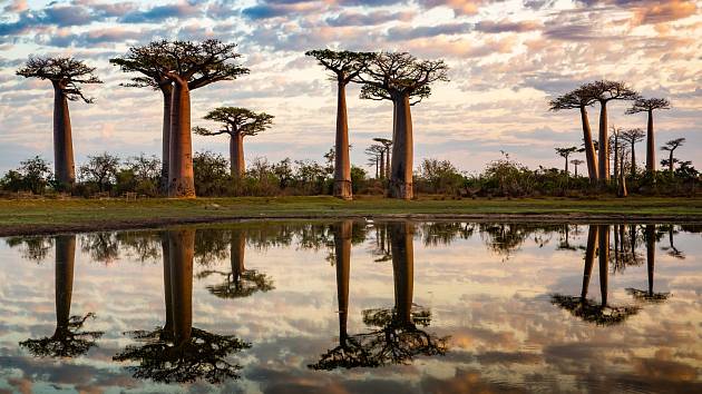 Baobab jako symbol naděje. Senegalec má ambiciózní sen, chce vysadit pět milionů stromů a své zemi vrátit zeleň.