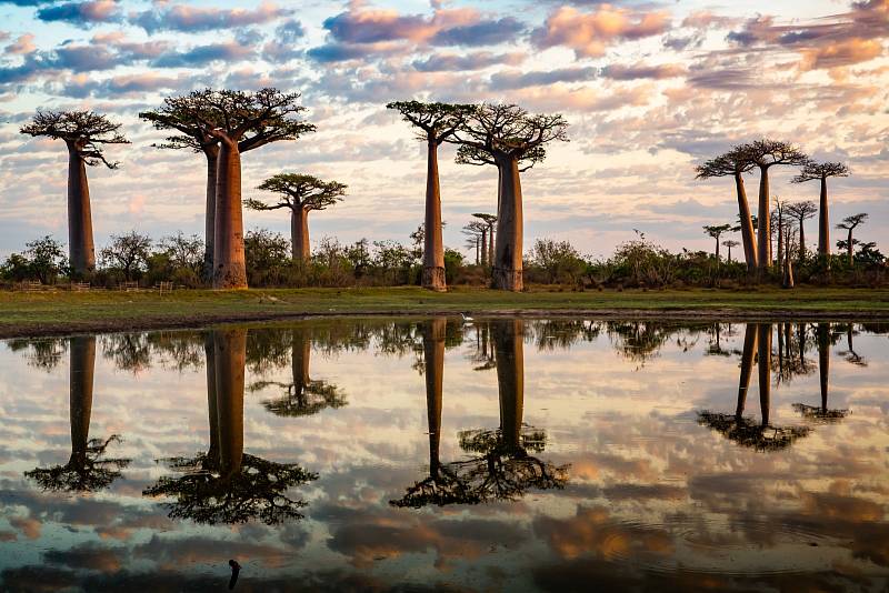 Baobab jako symbol naděje. Senegálec má ambiciózní sen, chce vysadit pět milionů stromů a své zemi vrátit zeleň.