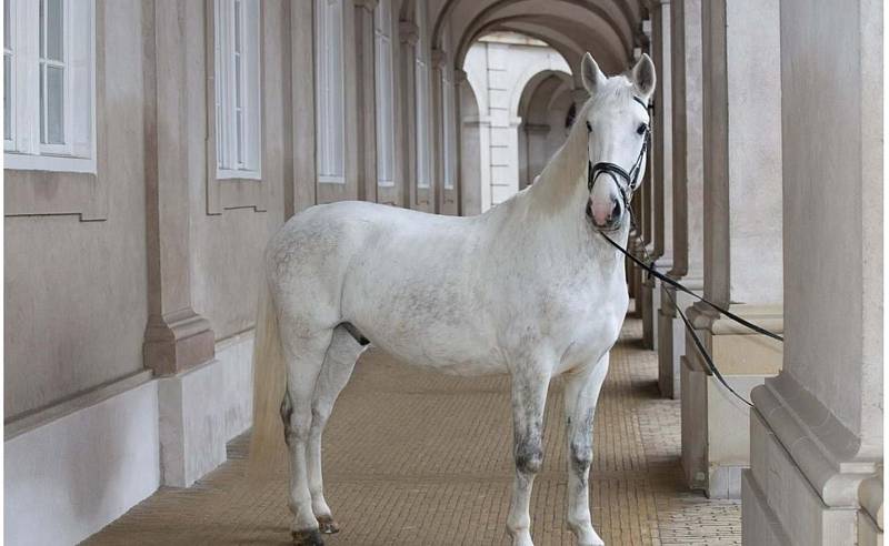 Dánská královna dostala k 50. výročí nástupu na trůn starokladrubského koně.