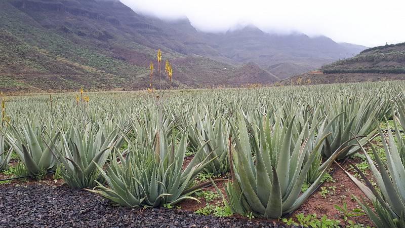 Gran Canaria. Plantáž s rostlinami Aloe Vera.