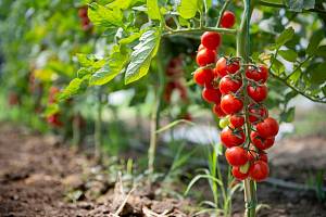 Nikdy nezalévejte rajčata shora. Voda by nedopadla do půdy, kde je potřebná, ale zůstala by na listech.