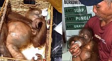 Uspaný orangutan, kterého Rus pašoval z Bali.