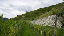 Terasy nad vinařstvím jsou podepřené z velké části starými kamennými zdmi. Tyto zdi jsou nezbytnou součástí zdejšího terroiru. Domäne Wachau.