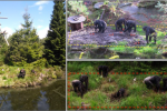 Šimpanzi z norské zoo použili nástroje, aby se dostali k zahrabané potravě