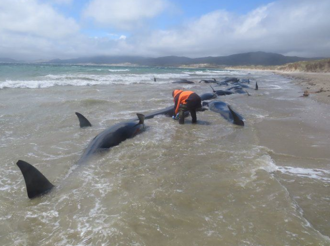 Na novozélandské pláži uhynulo 145 velryb