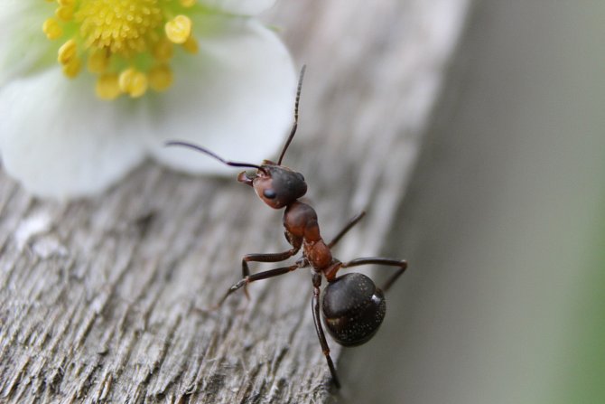 Mravenec, ilustrační foto