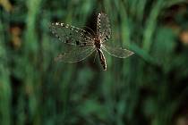 Síťokřídlí (Neuroptera) jsou řád dravého hmyzu, jde o členovce s velkými křídly se složitou žilnatinou.