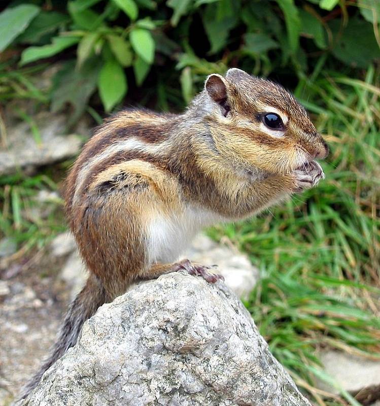 Burunduk páskovaný (Tamias sibiricus)