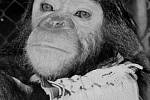 Enos se stal prvním primátem, který se dostal na oběžnou dráhu Země.