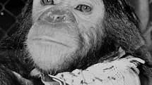 Enos se stal prvním primátem, který se dostal na oběžnou dráhu Země.