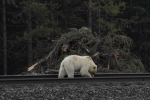 Bílý grizzly byl zpozorován i na jiných místech Národního parku Banff