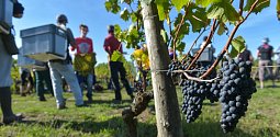 Úroda hroznů v Bordeaux nebude letos nijak radostná. Jarní mrazy poničily téměř pětinu vinic.