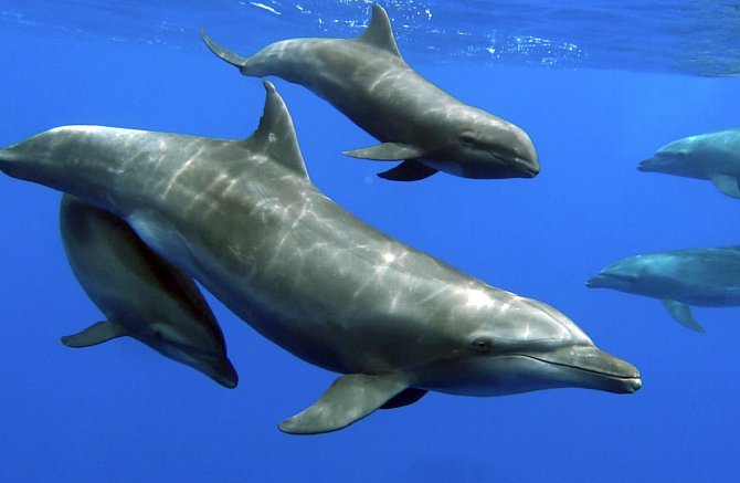 Delfíní matka a její adoptivní mládě elektry tmavé