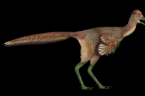 Opeřený dinosaurus? Měl podivně dlouhé nohy a některé znaky ptáků. Ilustrační snímek