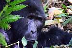 Gorila horská je kriticky ohrožená.