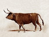 Pratur je předkem domácího skotu, byl původně rozšířen v celé Evropě, části Asie a severní Africe. Poslední kus zahynul roku 1627 v rezervaci u polského Jaktorova, asi 50 km jihozápadně od Varšavy. 