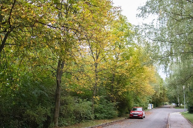 Vlivem sucha začaly stromy předčasně shazovat listí. Foceno ve Zlíně dne 22. srpna 2022.