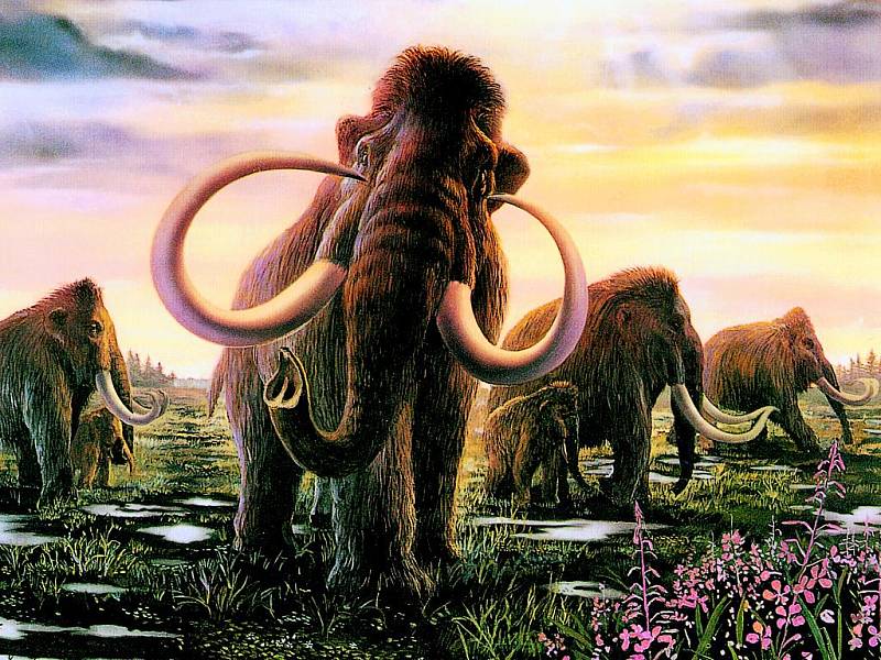 VYHYNULÝ VELIKÁN. Mamuti žili na zemi miliony let. S ústupem poslední doby ledové vyhynuli, kromě klimatických změn jejich osud pravděpodobně zpečetili i pravěcí lovci. 