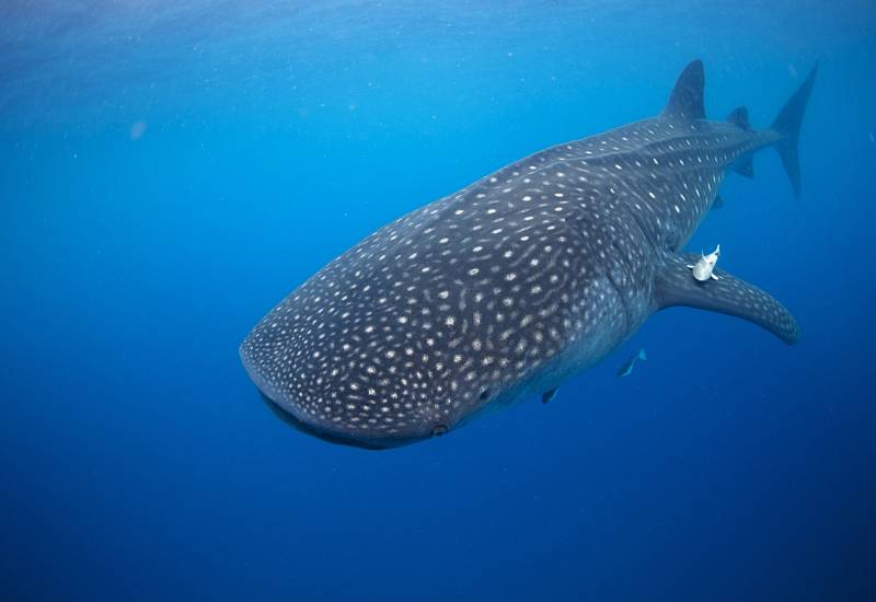 Brad Norman tyto charismatické tvory studuje již více než 25 let. Nejprve s nimi plaval v tyrkysových vodách útesu Ningaloo u severního pobřeží západní Austrálie. 