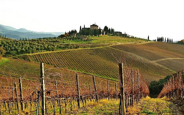 Italské vinice, ilustrační foto