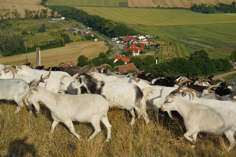 Volná pastva ovcí a koz se vrátila po dlouhé době na jihomoravskou Pálavu. Se stádem vyráží denně na svahy Stolové hory mladá pastýřka Kamila Zavadilová.