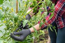 Zaštipováním rajčat, tedy odstraňováním vedlejších výhonů, si pěstitelé zajišťují vyšší a kvalitnější úrodu.