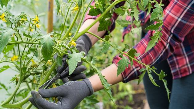 Zaštipováním rajčat, tedy odstraňováním vedlejších výhonů, si pěstitelé zajišťují vyšší a kvalitnější úrodu.