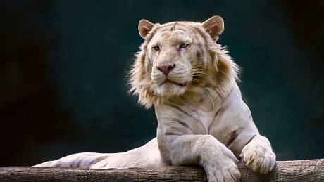 Liger platí za největší kočku na světě. Může vážit až 400 kilogramů.