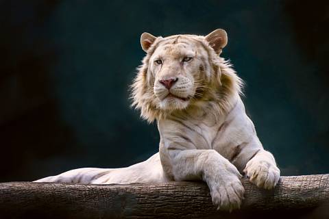 Liger platí za největší kočku na světě. Může vážit až 400 kilogramů.