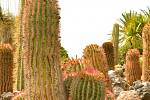 Kaktusy pocházejí z amerického kontinentu. V současné době rostou po celém světě, ale nejvíc jich najdete i nadále v Americe, hlavně v Mexiku, Argentině či Bolívii.