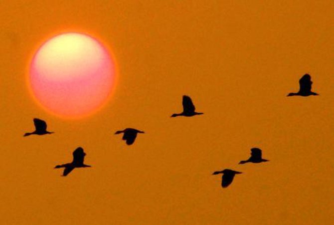 Stěhovaví ptáci, západ slunce. Ilustrační foto