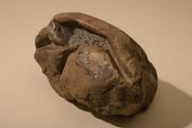 V roce 2011 našli vědci v Antarktidě záhadnou fosilii připomínající kožený fotbalový míč. Zřejmě jde o vejce