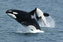 Kosatky dravé jsou přezdívané i "velryba zabiják". Stojí na vrcholu potravinového řetězce, neubrání se jim nikdo. Ani plejtvák obrovský, největší zvíře na zeměkouli.