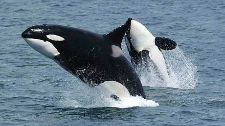 Kosatky dravé jsou přezdívané i "velryba zabiják". Stojí na vrcholu potravinového řetězce, neubrání se jim nikdo. Ani plejtvák obrovský, největší zvíře na zeměkouli.