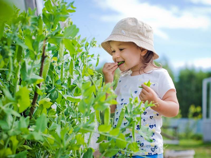 Sladký hrášek je jedním z nejjednodušších druhů zelenin, které je možné na zahradě vypěstovat, a výborně se hodí pro malé zahradníky.