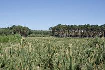 Nový les už roste na celé ploše spáleniště u jihomoravského Bzence. V oblasti Moravské Sahary před 10 lety vzplál jeden z největších lesních požárů v historii ČR. Šanci přežít tamních horké, suché klima mají pouze borovice.