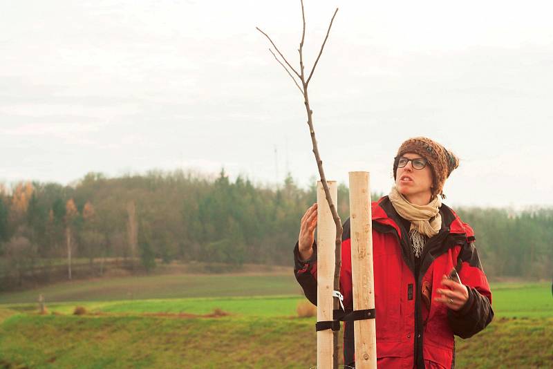 Stromy potřebují od zasazení alespoň pět let kvalitní kotvení, ochranu proti zvěři, zálivku, mulčování a pravidelný řez, říká Dominik Grohmann.