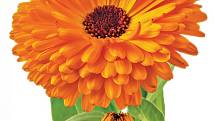 Při sběru dáváme přednost plnokvěté oranžové barvě, jinak zbarvený květ měsíčku má slabší účinek.