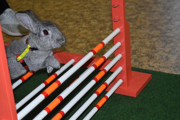 Skáče se do výšky nebo do dálky. Další disciplíny králičího hop jsou i parkur a rovinná dráha.