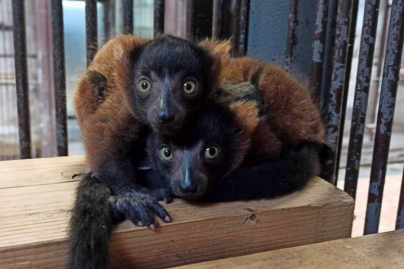  Vari červený, ZOO Děčín