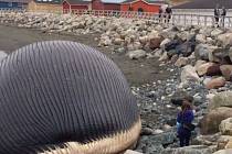 Vyplavené tělo plejtváka obrovského na kanadském ostrově Newfoundland.